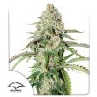 Auto Colorado Cookies Cannabis Seeds by Dutch Passion Seeds