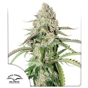 Auto Colorado Cookies Cannabis Seeds by Dutch Passion Seeds