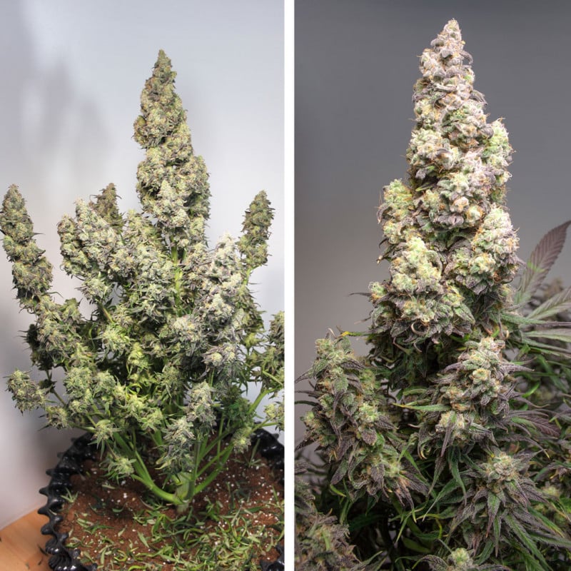 Auto Colorado Cookies by Dutch Passion Seeds Auto Colorado Cookies by Dutch Passion Seeds