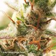 Auto Critical Orange Punch Cannabis Seeds by Dutch Passion Seeds