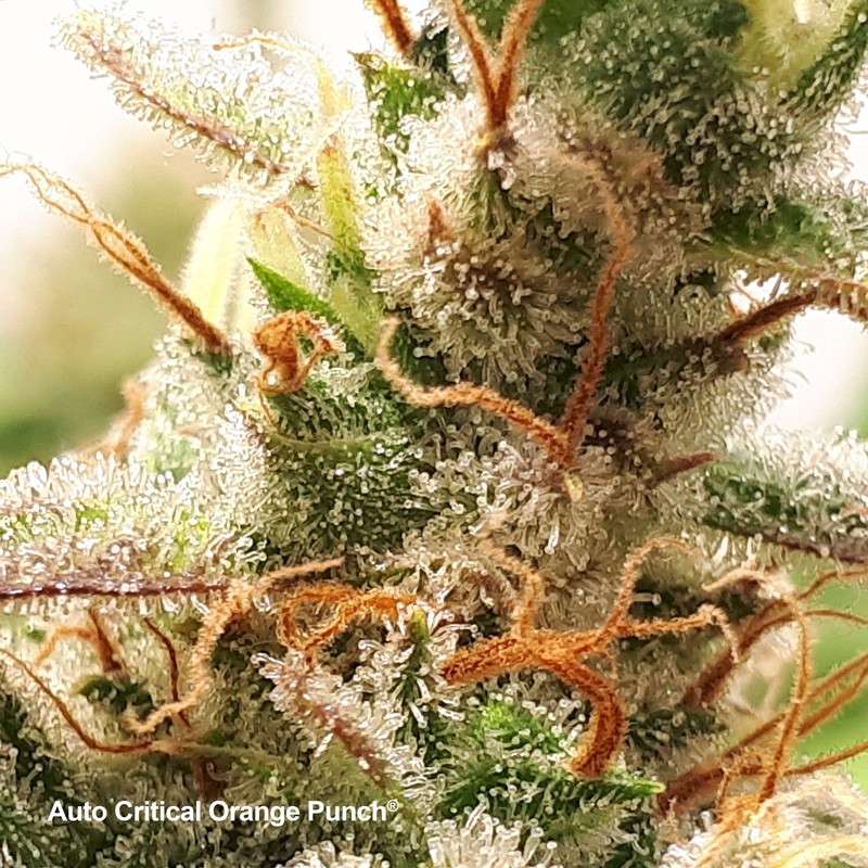 Auto Critical Orange Punch by Dutch Passion Seeds Auto Critical Orange Punch by Dutch Passion Seeds