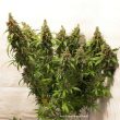 Auto Critical Orange Punch Cannabis Seeds by Dutch Passion Seeds