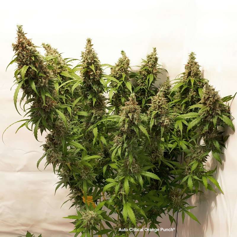 Auto Critical Orange Punch by Dutch Passion Seeds Auto Critical Orange Punch by Dutch Passion Seeds