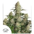 Auto Critical Orange Punch Cannabis Seeds by Dutch Passion Seeds