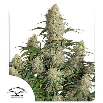 Auto Critical Orange Punch Cannabis Seeds by Dutch Passion Seeds