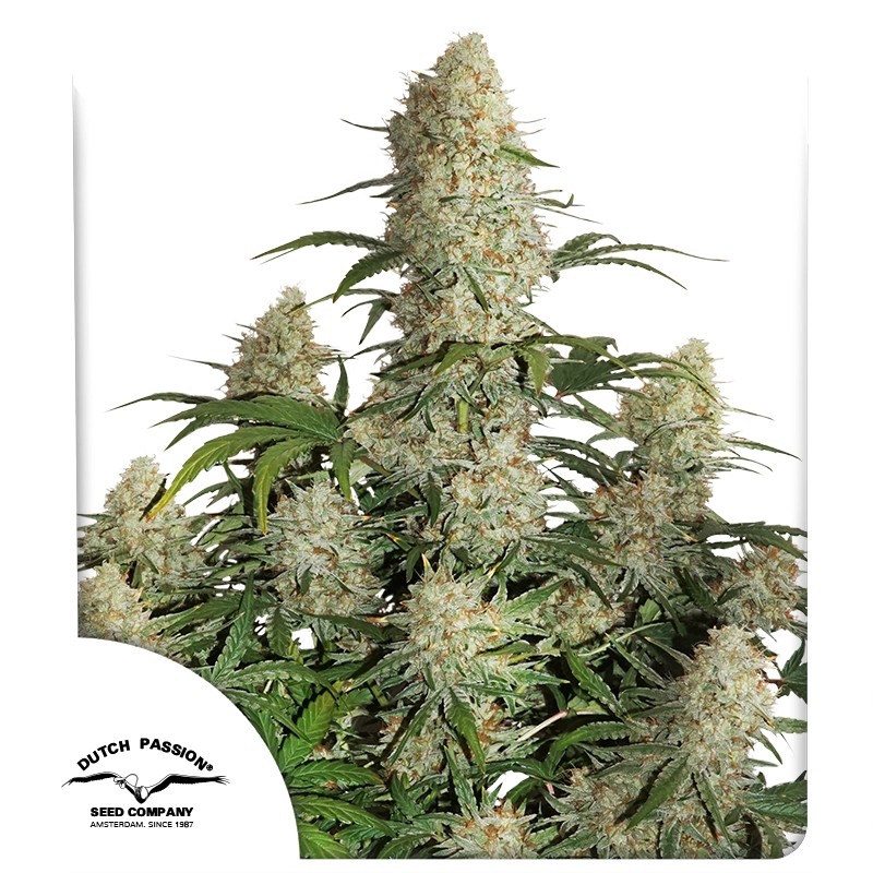 Auto Critical Orange Punch Cannabis Seeds by Dutch Passion Seeds Auto Critical Orange Punch Cannabis Seeds by Dutch Passion Seeds