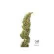 Auto Daiquiri Lime Cannabis Seeds by Dutch Passion Seeds