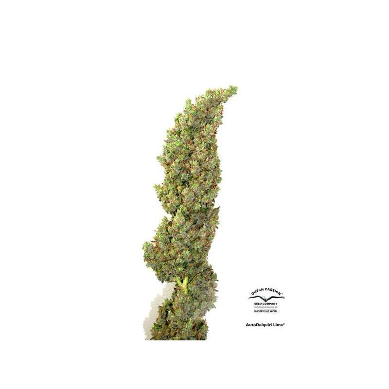 Auto Daiquiri Lime by Dutch Passion Seeds Auto Daiquiri Lime by Dutch Passion Seeds