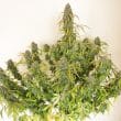 Auto Daiquiri Lime Cannabis Seeds by Dutch Passion Seeds