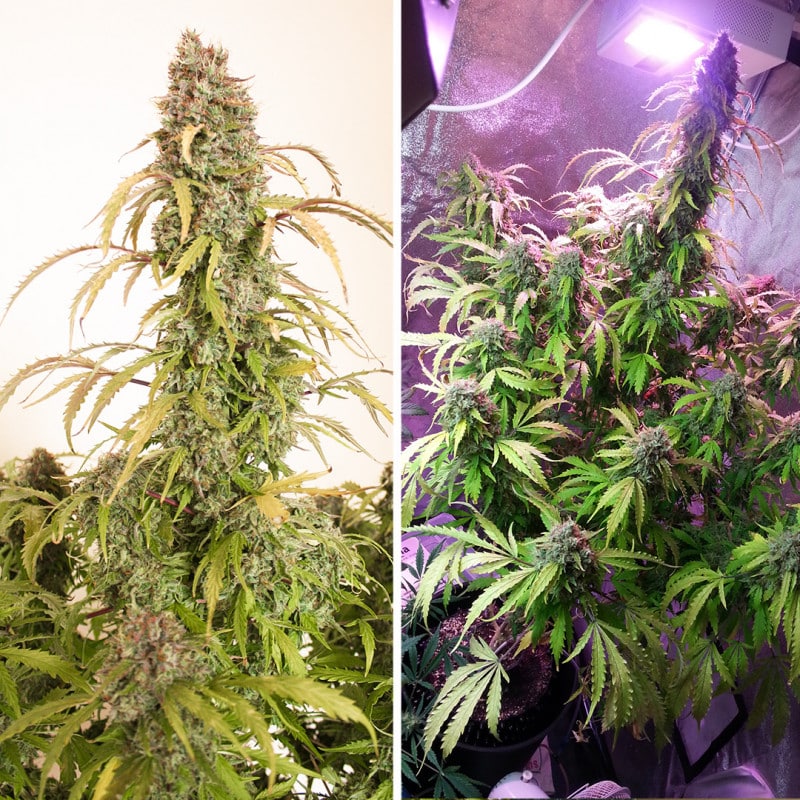 Auto Daiquiri Lime by Dutch Passion Seeds Auto Daiquiri Lime by Dutch Passion Seeds