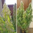 Auto Daiquiri Lime Cannabis Seeds by Dutch Passion Seeds
