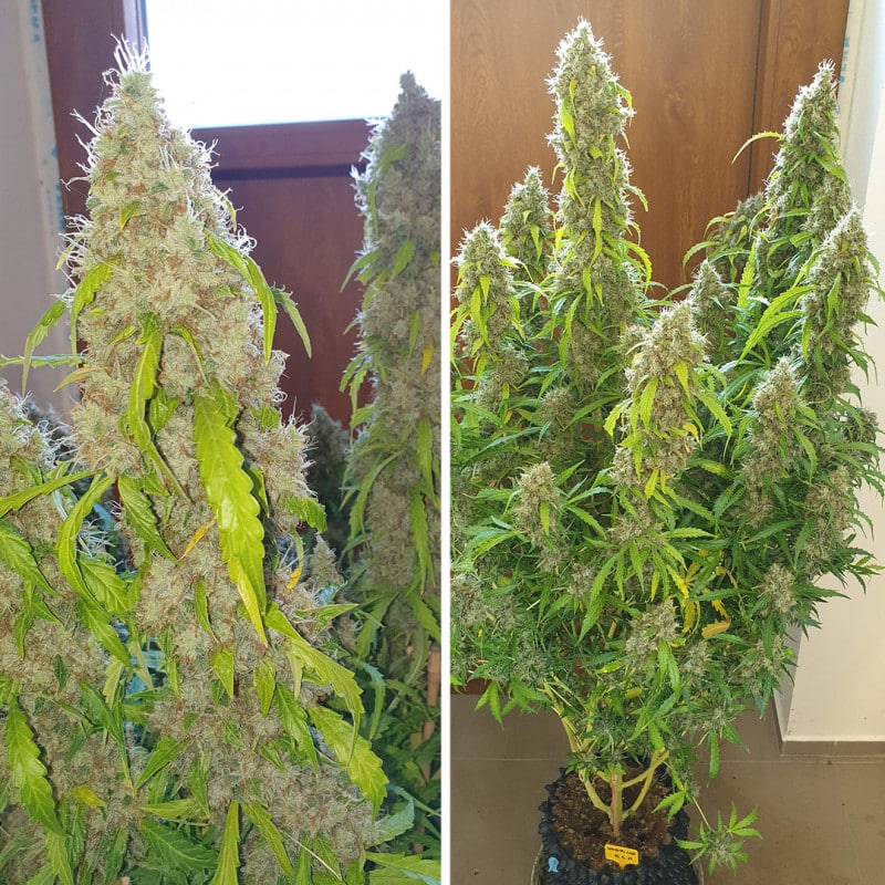 Auto Daiquiri Lime by Dutch Passion Seeds Auto Daiquiri Lime by Dutch Passion Seeds