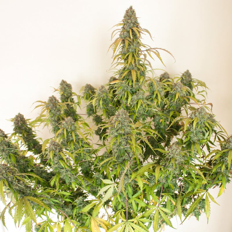 Auto Daiquiri Lime by Dutch Passion Seeds Auto Daiquiri Lime by Dutch Passion Seeds