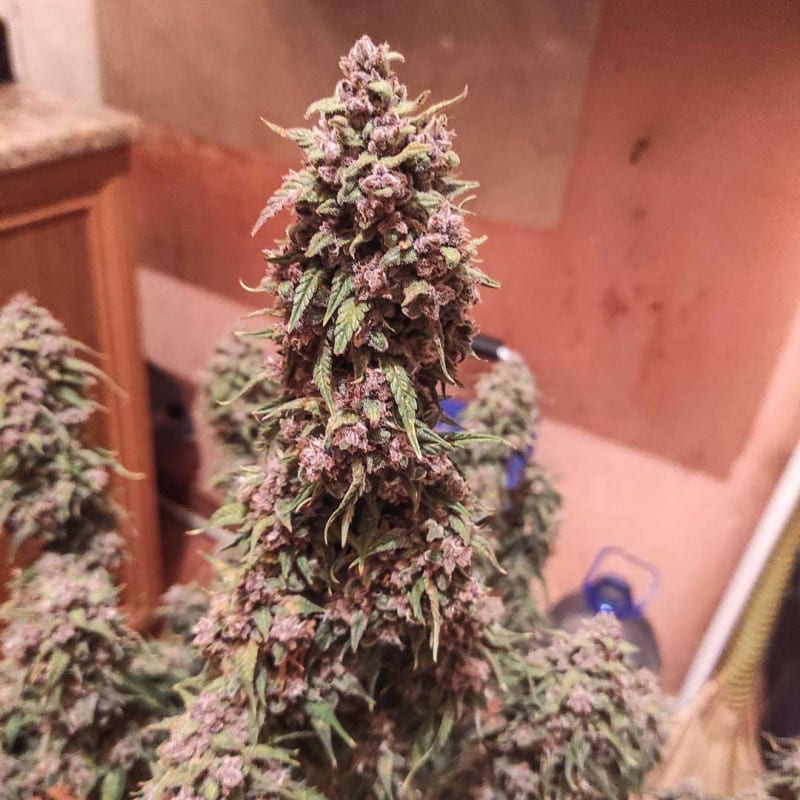 Auto Desfran by Dutch Passion Seeds Auto Desfran by Dutch Passion Seeds