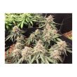 Auto Desfran Cannabis Seeds by Dutch Passion Seeds