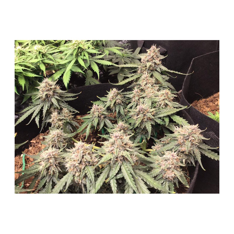 Auto Desfran by Dutch Passion Seeds Auto Desfran by Dutch Passion Seeds