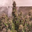 Auto Desfran Cannabis Seeds by Dutch Passion Seeds