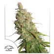 Auto Desfran Cannabis Seeds by Dutch Passion Seeds