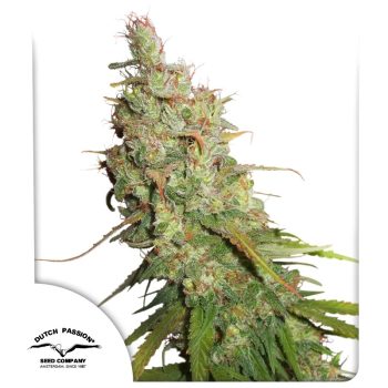 Auto Desfran Cannabis Seeds by Dutch Passion Seeds