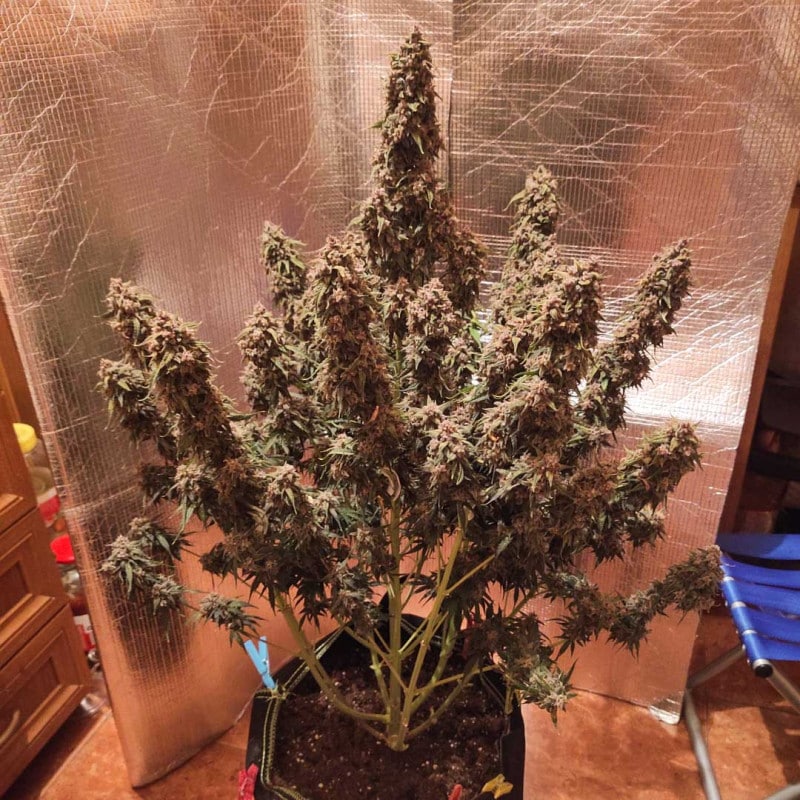 Auto Desfran by Dutch Passion Seeds Auto Desfran by Dutch Passion Seeds