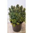 Auto Duck Cannabis Seeds by Dutch Passion Seeds