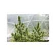 Auto Duck Cannabis Seeds by Dutch Passion Seeds