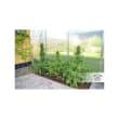Auto Duck Cannabis Seeds by Dutch Passion Seeds