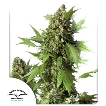 Auto Duck Cannabis Seeds by Dutch Passion Seeds