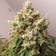 Auto Euforia Cannabis Seeds by Dutch Passion Seeds