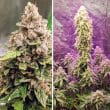 Auto Euforia Cannabis Seeds by Dutch Passion Seeds