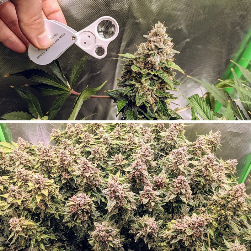 Auto Euforia by Dutch Passion Seeds Auto Euforia by Dutch Passion Seeds