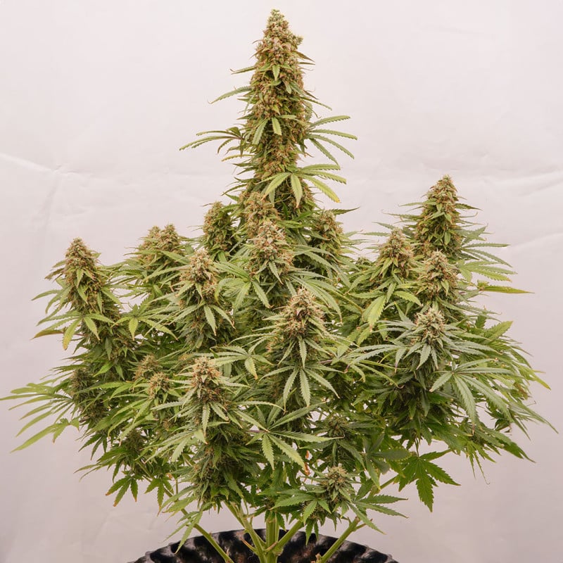 Auto Euforia by Dutch Passion Seeds Auto Euforia by Dutch Passion Seeds