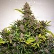 auto-forbidden-cherry-4