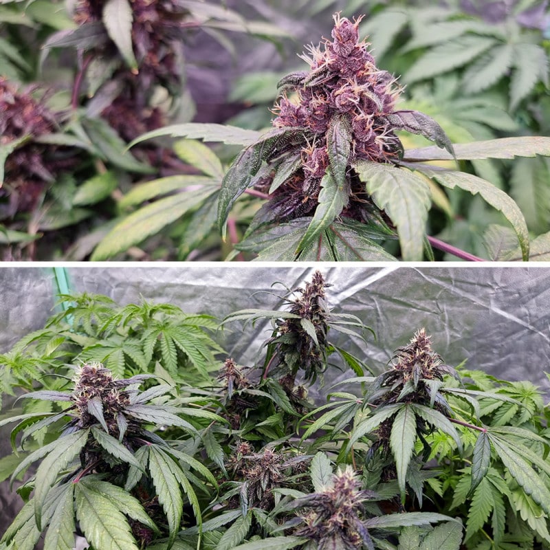 Auto Forbidden Cherry by Dutch Passion Seeds Auto Forbidden Cherry by Dutch Passion Seeds