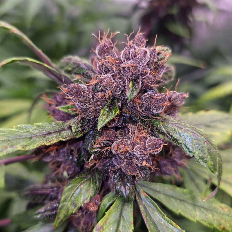 Auto Forbidden Cherry by Dutch Passion Seeds Auto Forbidden Cherry by Dutch Passion Seeds