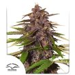 auto-forbidden-cherry-4