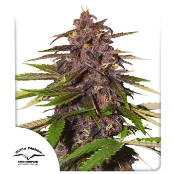 Auto Forbidden Cherry by Dutch Passion Seeds