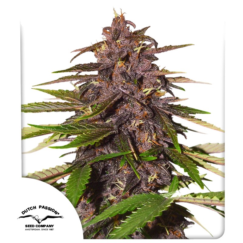auto-forbidden-cherry-4