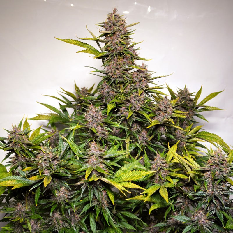 Auto Forbidden Cherry by Dutch Passion Seeds Auto Forbidden Cherry by Dutch Passion Seeds