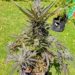 DP Auto Frozen Biscotti Cannabis Seeds by Dutch Passion Seeds