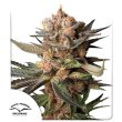 DP Auto Frozen Biscotti Cannabis Seeds by Dutch Passion Seeds