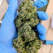 DP Auto Frozen Biscotti Cannabis Seeds by Dutch Passion Seeds