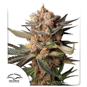 DP Auto Frozen Biscotti Cannabis Seeds by Dutch Passion Seeds