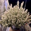 DP Auto Frozen Biscotti Cannabis Seeds by Dutch Passion Seeds