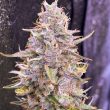 DP Auto Frozen Biscotti Cannabis Seeds by Dutch Passion Seeds