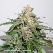 Auto Glueberry OG Cannabis Seeds by Dutch Passion Seeds