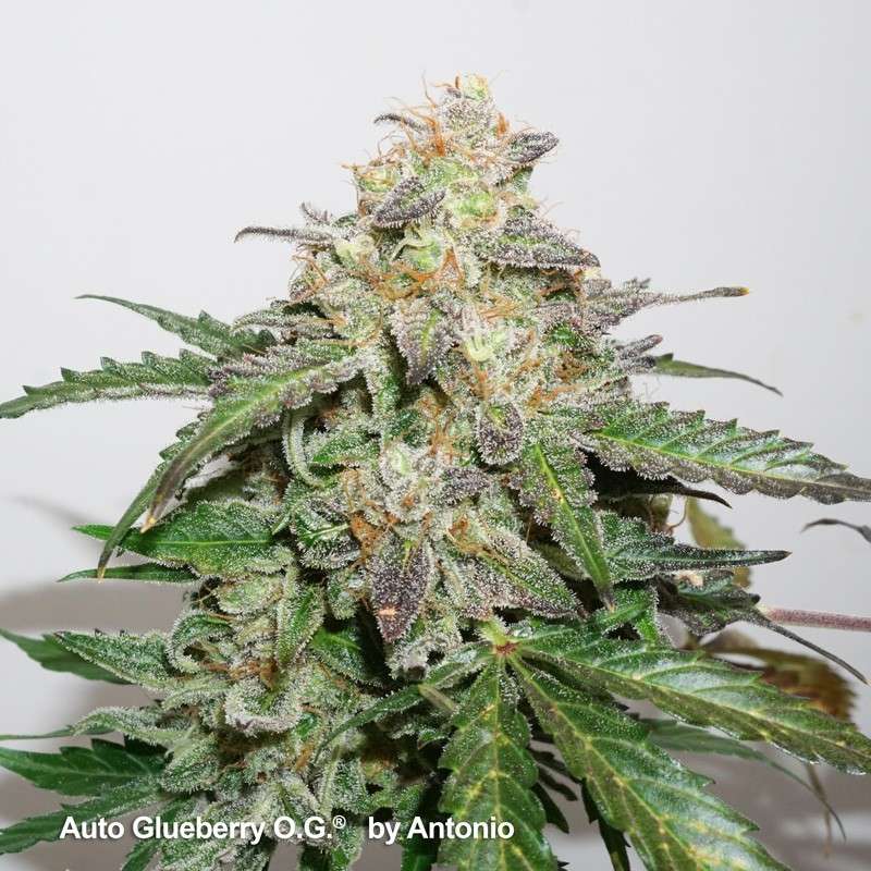 Auto Glueberry OG by Dutch Passion Seeds Auto Glueberry OG by Dutch Passion Seeds