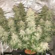 Auto Glueberry OG Cannabis Seeds by Dutch Passion Seeds