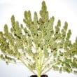 Auto Glueberry OG Cannabis Seeds by Dutch Passion Seeds