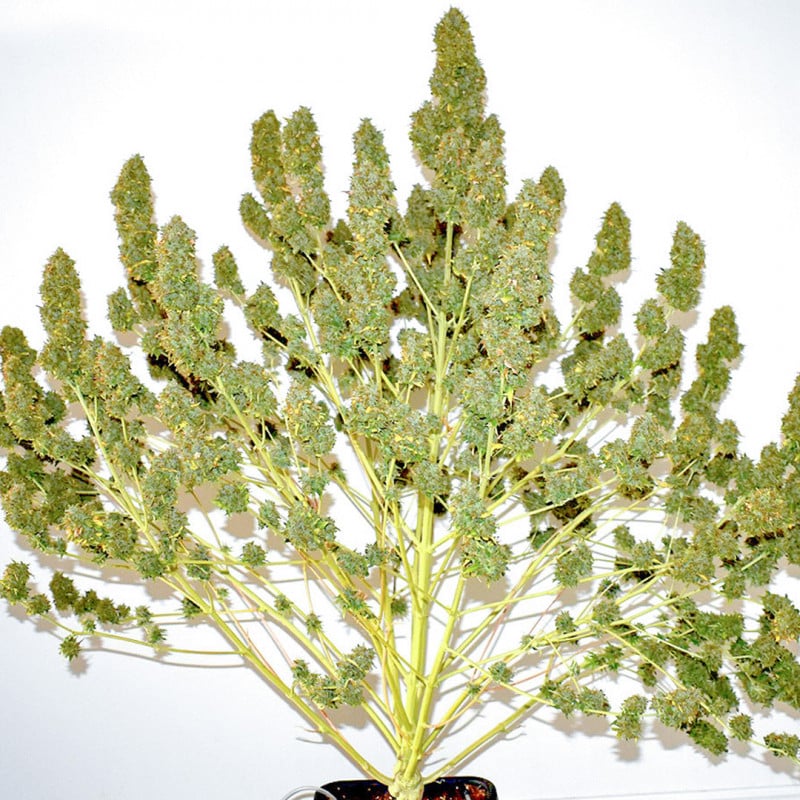 Auto Glueberry OG by Dutch Passion Seeds Auto Glueberry OG by Dutch Passion Seeds